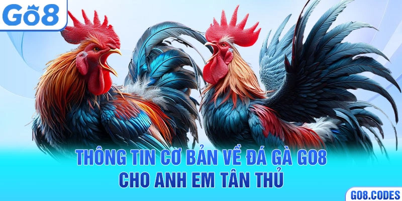 Thông tin cơ bản về đá gà Go8 cho anh em tân thủ